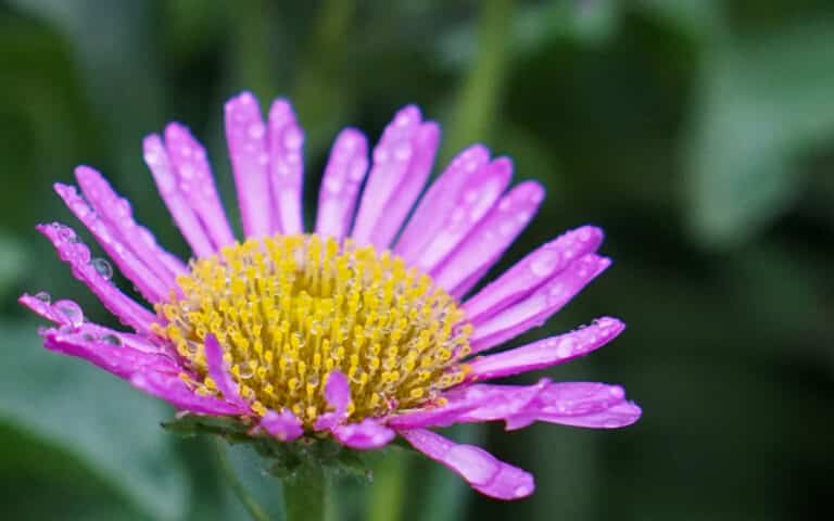 A close-up of a purple daisy-like flower with yellow centre, covered in water droplets—its purity reflecting the refreshing essence of natural body wash. The background is blurred with green foliage.