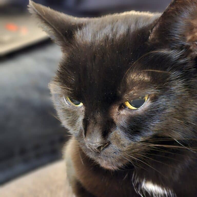 Close-up of a black cat with greenish-yellow eyes, looking downward with a calm, pensive expression. Its glossy fur catches the sunlight—a peaceful moment that highlights why cosy mornings are part of any morning routine for cat owners.