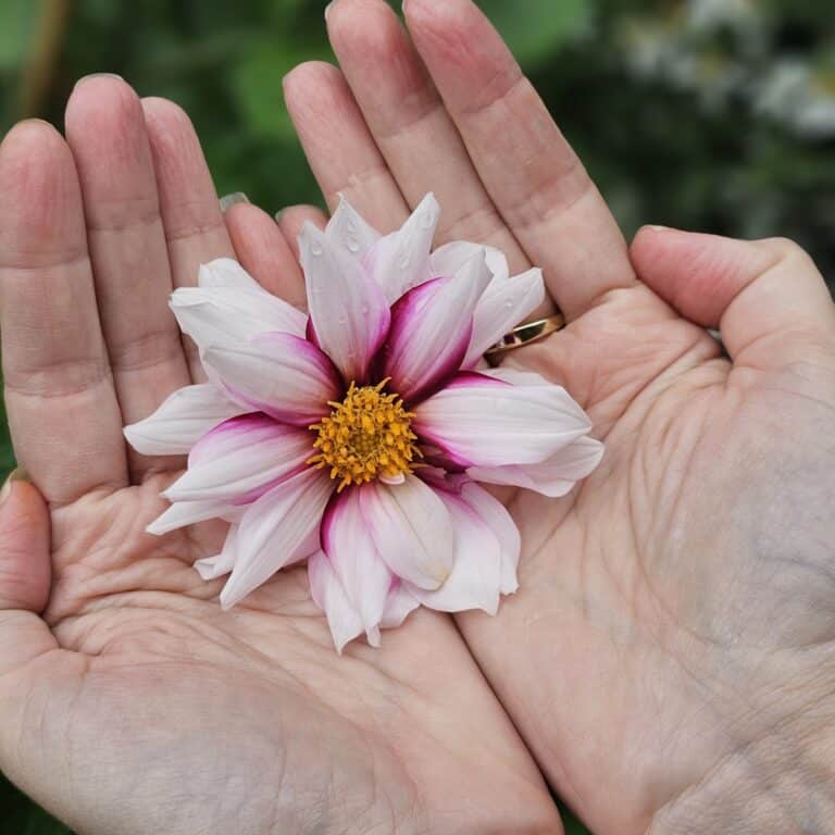 Two hands gently cup a pink and white flower with a yellow centre, exemplifying eco-love and modern family values. Its delicate petals stand out against a backdrop of blurred green foliage.