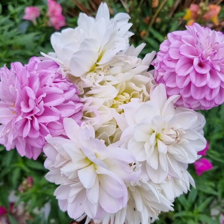 A close-up of a cluster of dahlia flowers, mostly white with a few light pink and purple blooms, known for their beauty and use in traditional wound healing, set against a background of green foliage.