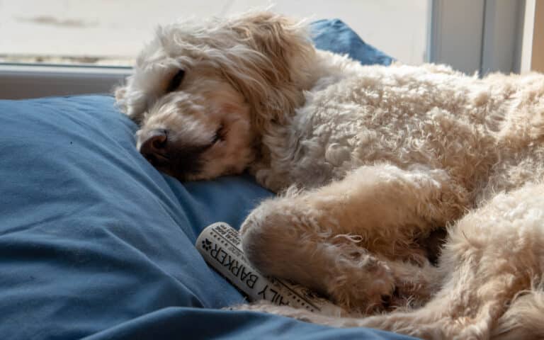 A fluffy, light-coloured dog is sleeping on a blue blanket by a window, its paw resting on a rolled-up newspaper labelled “Daily Barker,” perhaps dreaming about how much do vet services really cost.