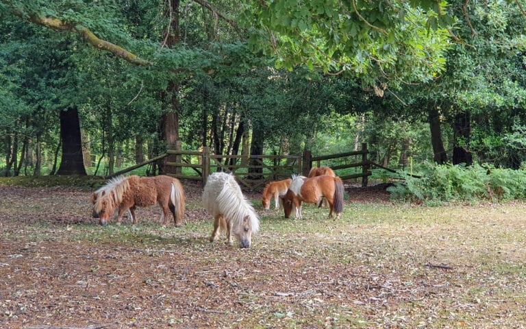 Four small ponies, including one with a white coat, graze on the ground in a wooded clearing—an inviting spot that reflects how to stay energised by embracing peaceful moments in nature surrounded by trees and lush green foliage.