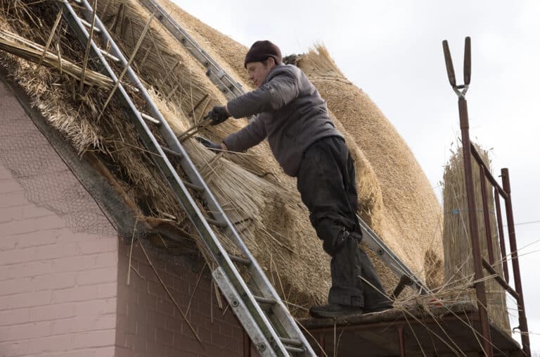 A person stands on scaffolding and a ladder, working on thatching the roof of a building with straw—a traditional craft often requiring expertise, such as that gained through the UK Skilled Worker Visa programme.