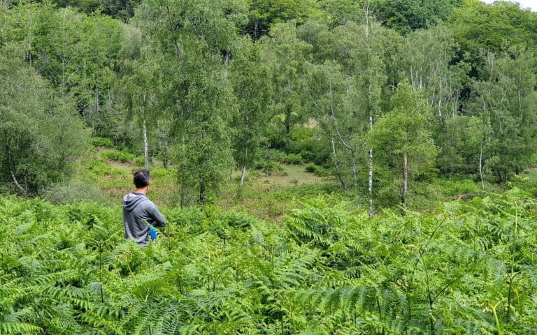 A person in a grey hoodie stands among dense green ferns, looking out at a lush forest with tall trees and thick foliage on a cloudy day, perhaps taking a peaceful moment to reflect on their journey with weight-loss medicines.