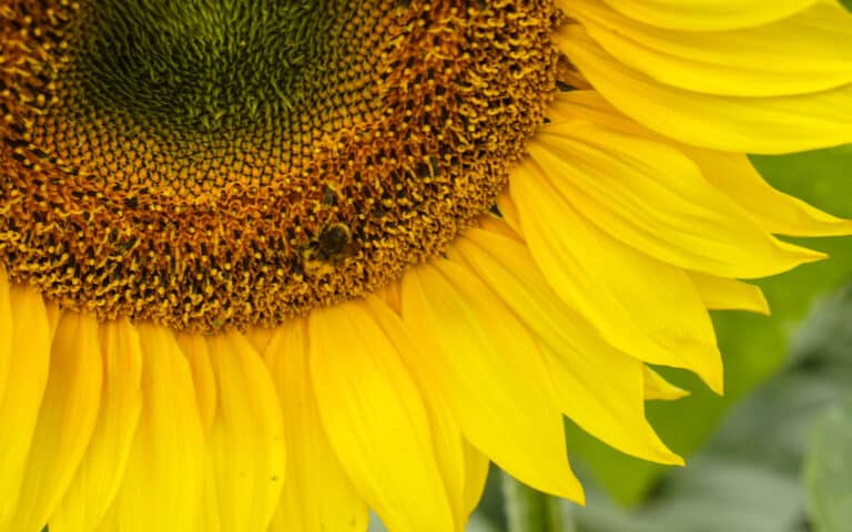 Close-up of a sunflower with bright yellow petals and a dark centre, capturing the beauty of growing sunflowers in full bloom. A bee is collecting pollen on the lower left side of the flower’s centre. The background is green and out of focus.